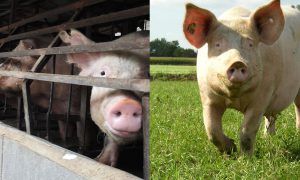 ストール飼育と放し飼い