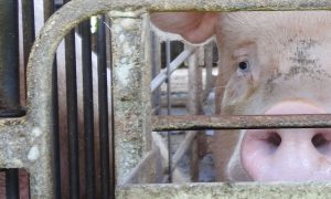 妊娠ストール　禁止国